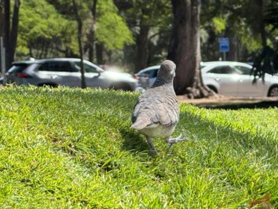 公園で散歩