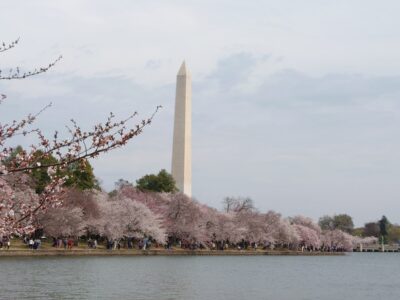 お花見 in Washington