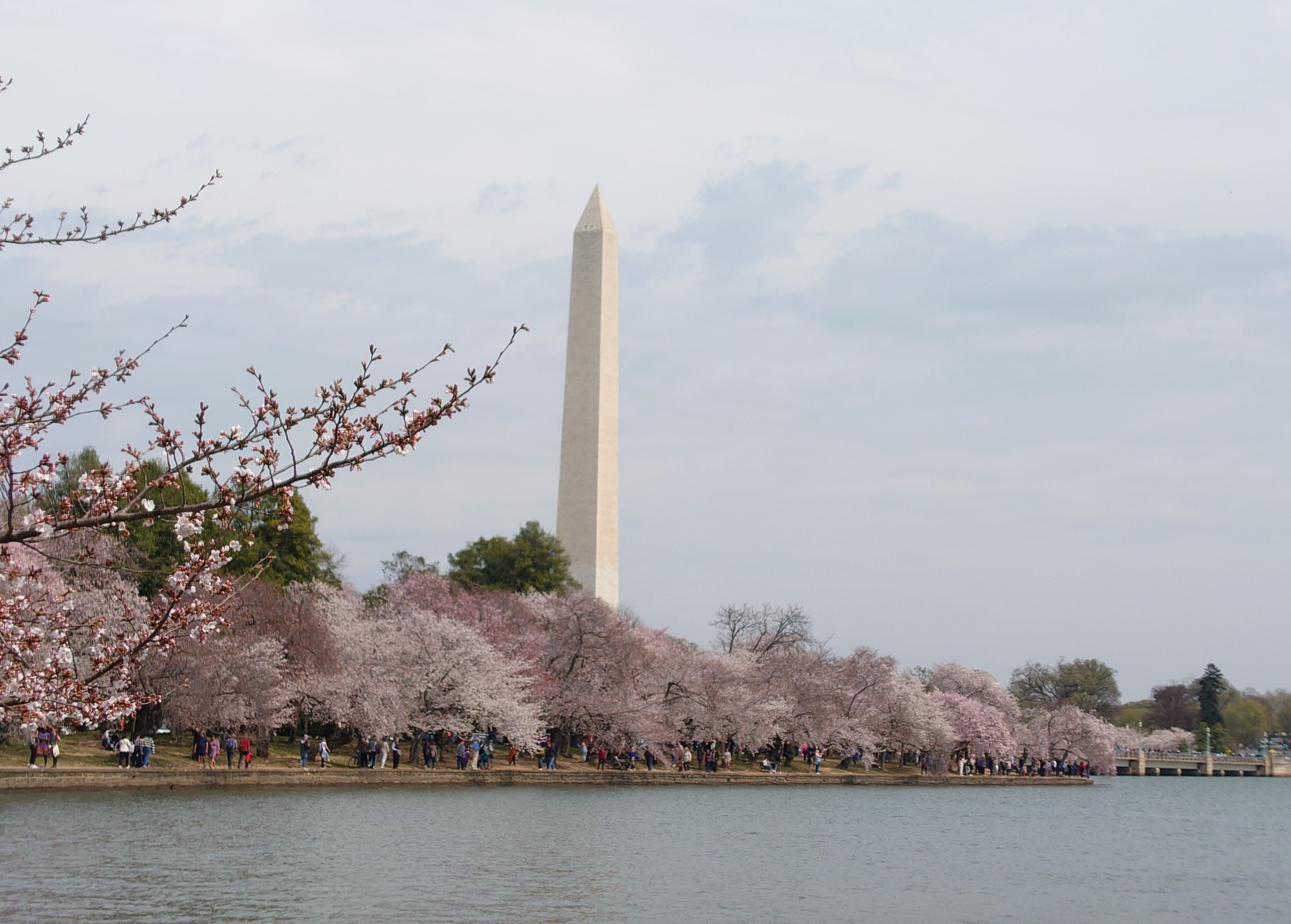 Read more about the article お花見 in Washington