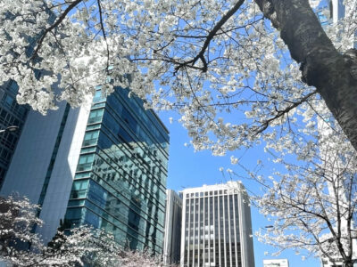 満開の桜通り