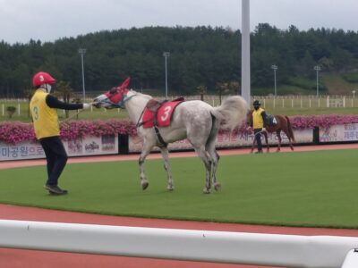 済州島の小さな競走馬