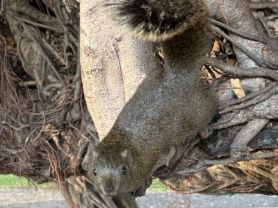 タイワンリスに癒される旅