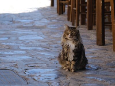 猫島にて…