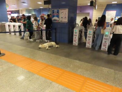 駅の改札の中に野良犬!?