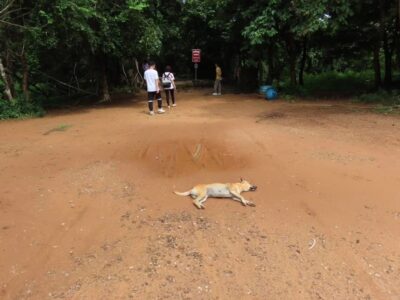 道の真ん中で寝る野良犬