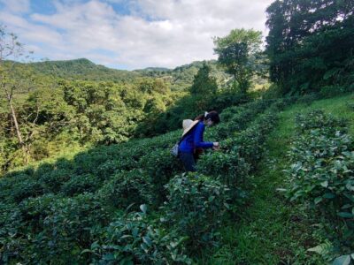 台北でお茶摘み