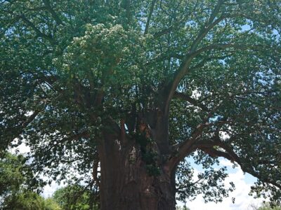ナミビア、インパリラ島のバオバブの木