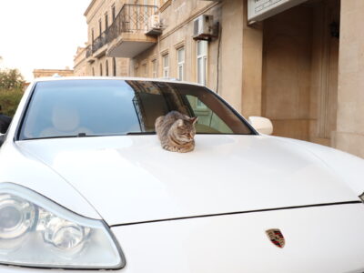ポルシェに乗る産油国の仔猫