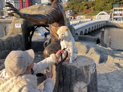 愛犬と行く釜山